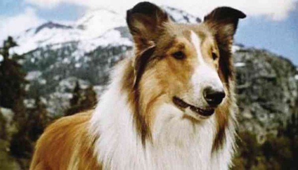 LASSIE. Played by collies who looked the same and were trained to cumulatively perform “on cue” for decades. 