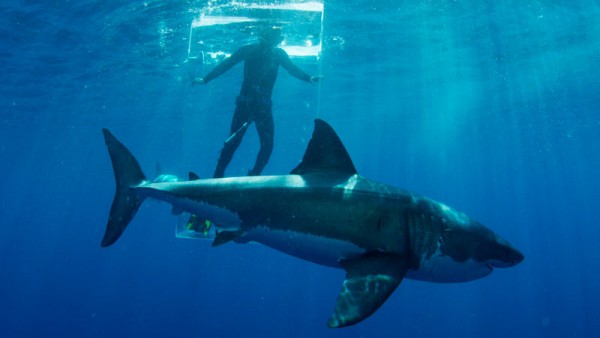 In this 2015 photo provided by Discovery Channel, a great white shark researcher stands in the clear shark cage while a great white shark swims by during an episode of "Shark Week." The television series returns Sunday, July 5, 2015, with 19 hours of prime-time programming including "Shark Island" with shark specialist Craig O'Connell, airing 8 p.m. EDT Sunday, July 12. (Discovery Channel via AP)