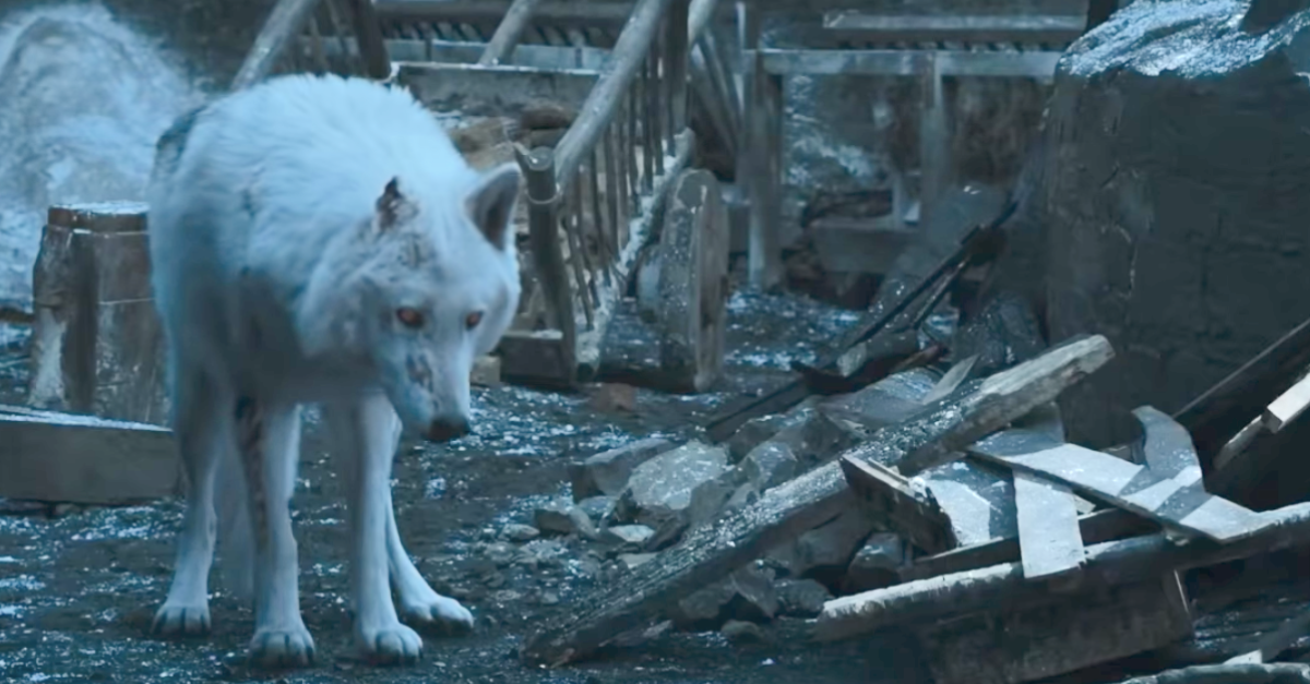 game of thrones, ghost, direwolf