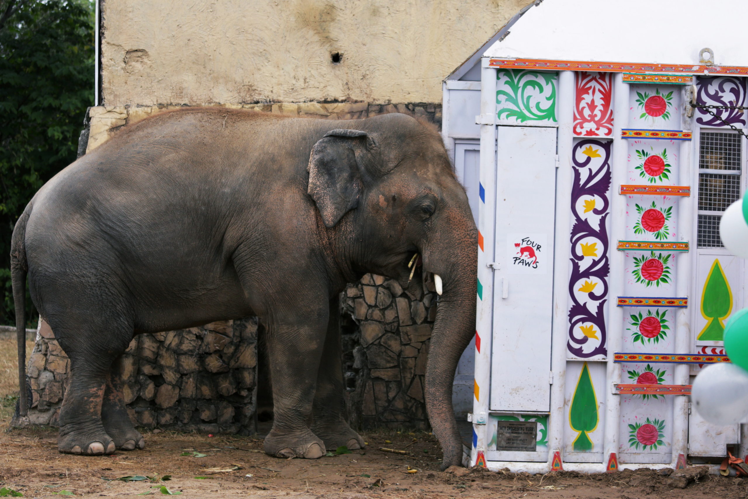 Kaavan elephant