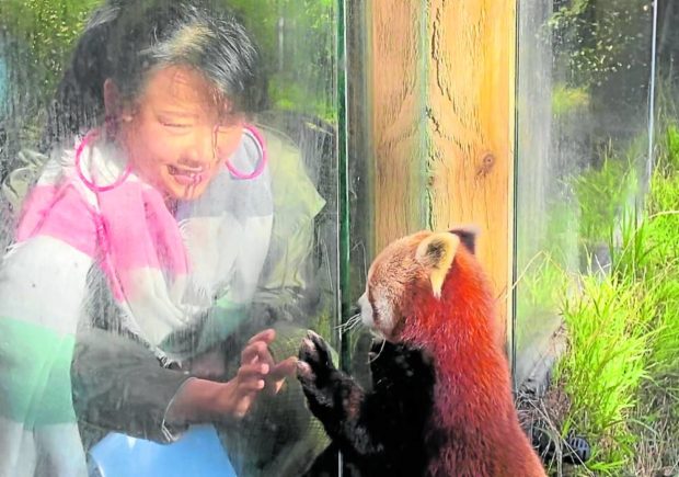 Director Domee Shi observing a red panda during a research trip with animators to the San Francisco Zoo in 2018.