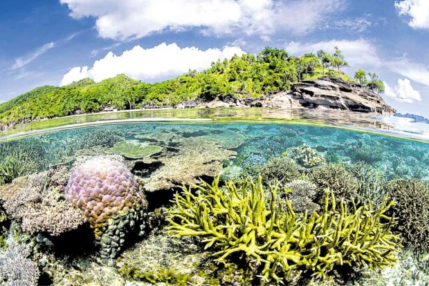 The shallow waters of the tropics provide the perfect conditions for coral reefs. —BBC STUDIOS/ALEX MUSTARD