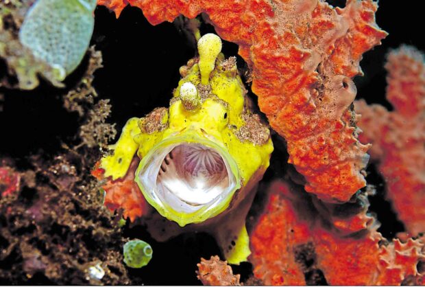 The clown frogfish in Dauin has what appears to be living coral growing on its skin as camouflage while its fins have effectively become feet. —BBC STUDIOS/ DANIEL GEARY