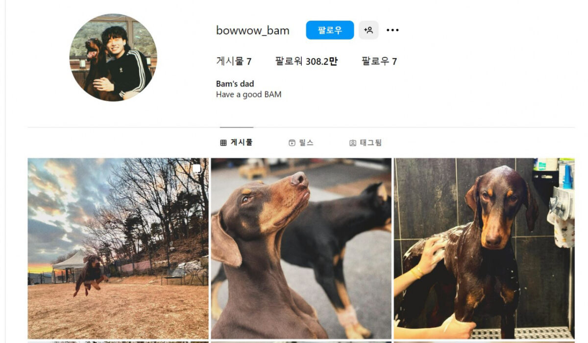 Instagram page for BTS Jungkook's dog Bam. Image: Screengrab from Instagram
