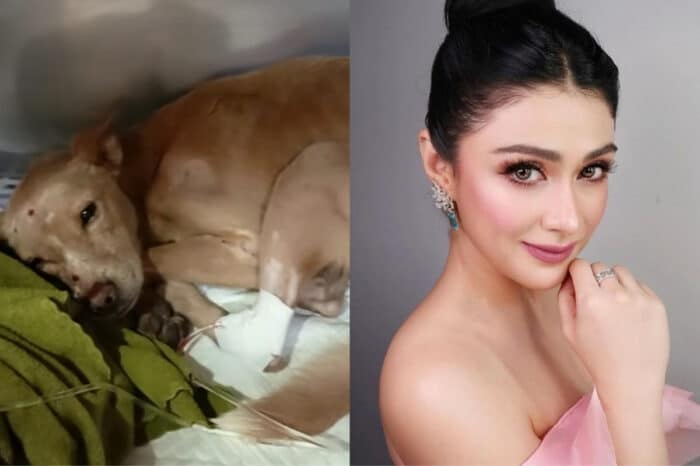 Carla Abellana rescues dog run over, abandoned on road