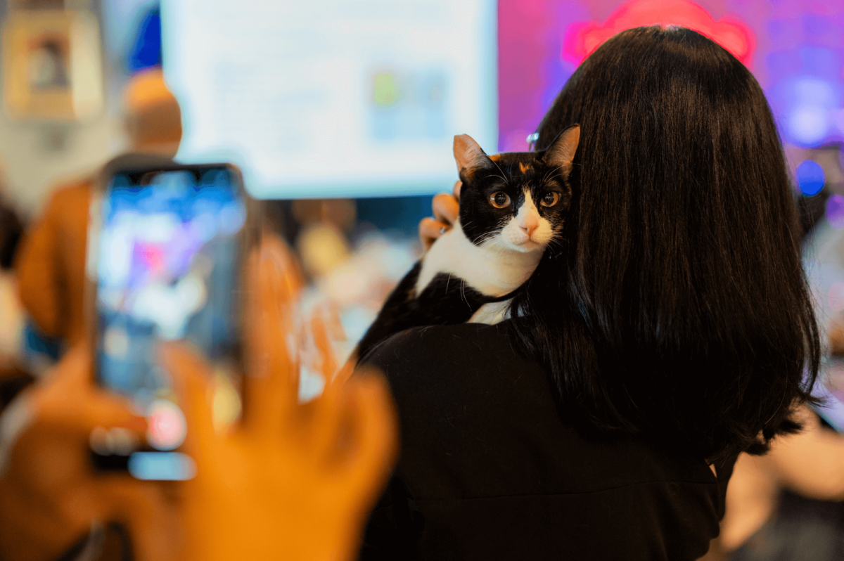 It's all about Meow: Hard Rock Cafe Manila hosts a free Global Cat Day Awareness seminar on October 16