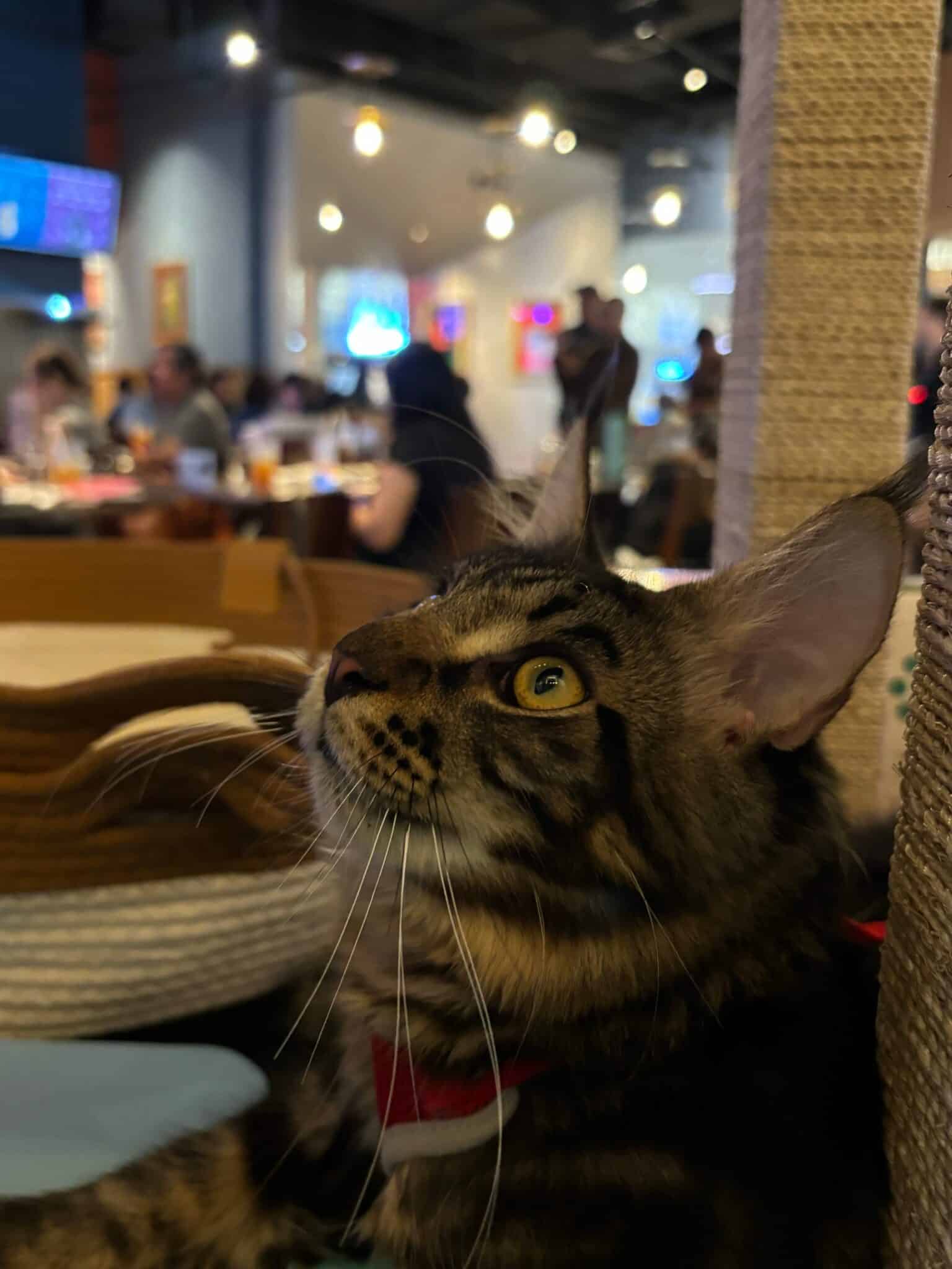 It's All About Meow Hard Rock Cafe Manila hosts a free Global Cat Day