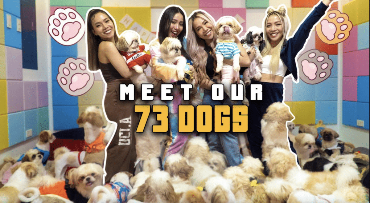 4th Impact’s dog hoarding